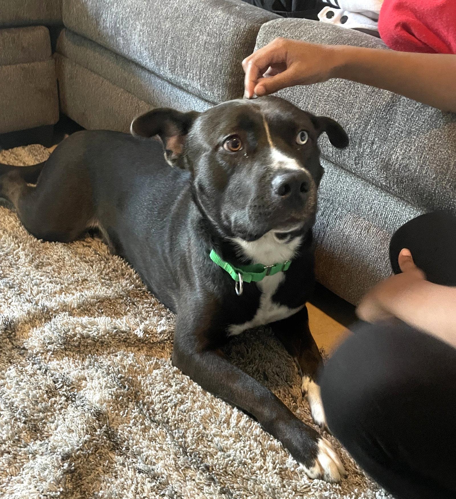 Enlarge TUGBOAT, a Adoptable mixed breed in Chandler, AZ image 2/3
