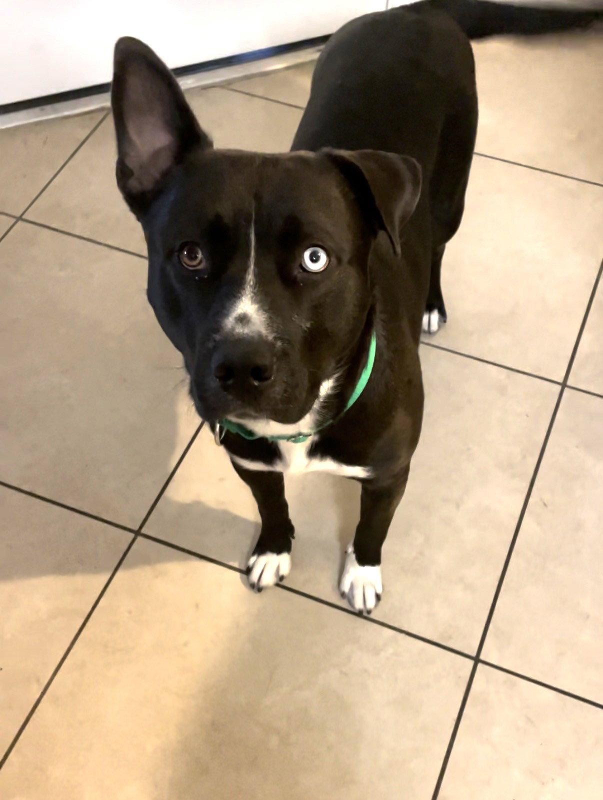 Enlarge TUGBOAT, a Adoptable mixed breed in Chandler, AZ image 3/3