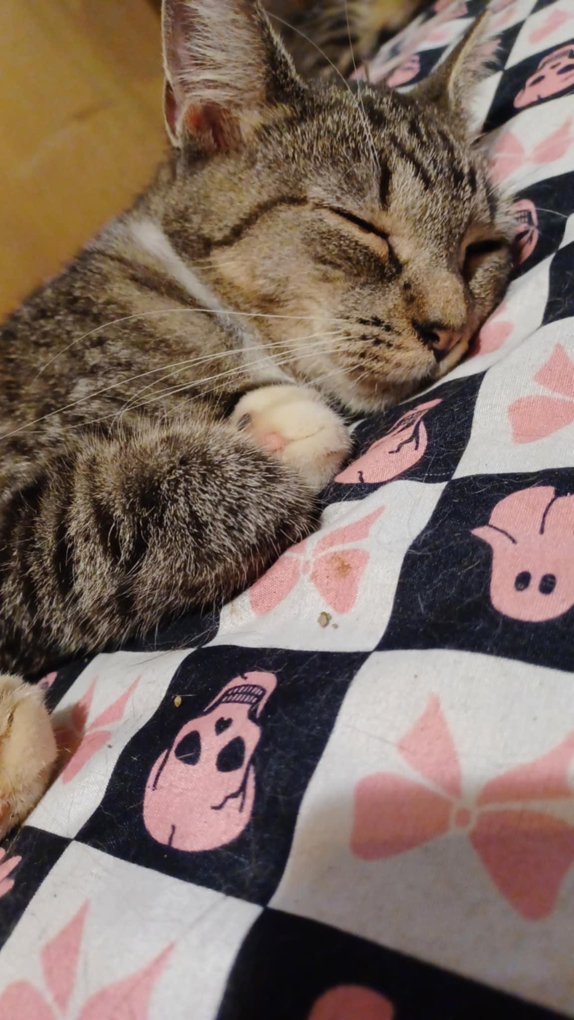 Enlarge Topanga, a Adoptable Domestic Short Hair in staten island, NY image 2/2