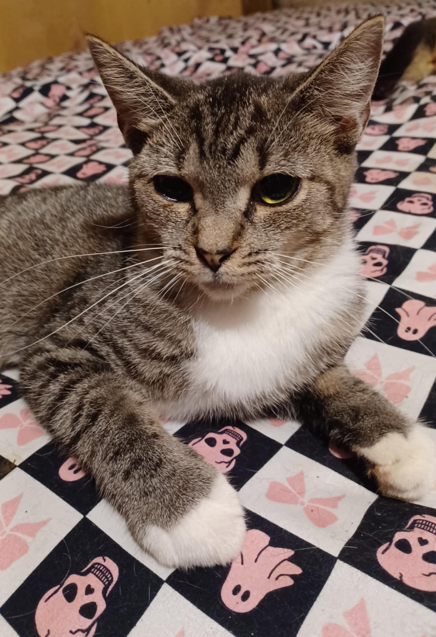 Topanga, Adoptable, Adult Female Domestic Short Hair.