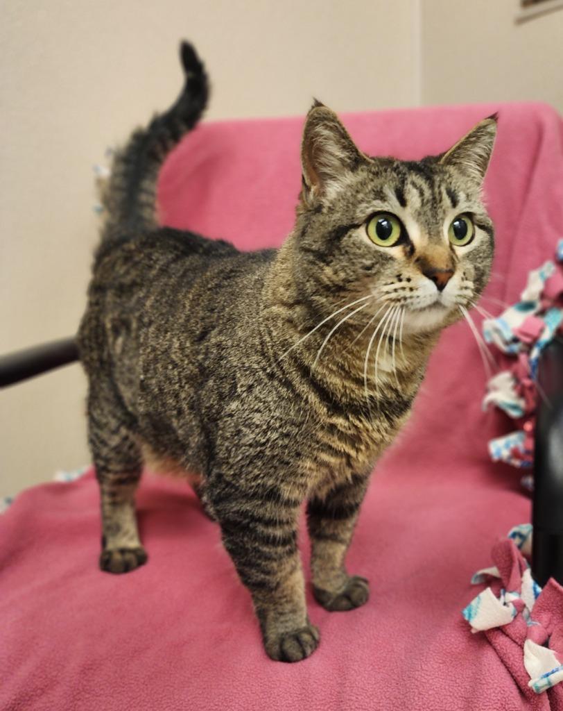 Enlarge Surly, a Adoptable mixed breed in Superior, WI image 1/1