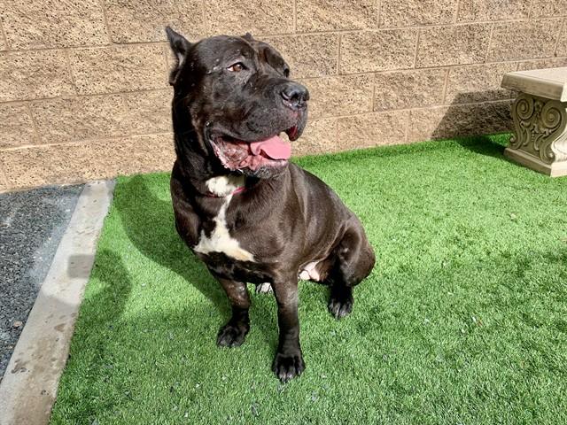 BELINDA, Adoptable, Adult Female Cane Corso & Mixed Breed.