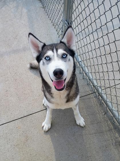 Coconut, Adoptable, Adult Female Siberian Husky & Mixed Breed.