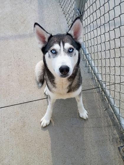 Enlarge Coconut, a Adoptable mixed breed in Beatrice, NE image 2/3