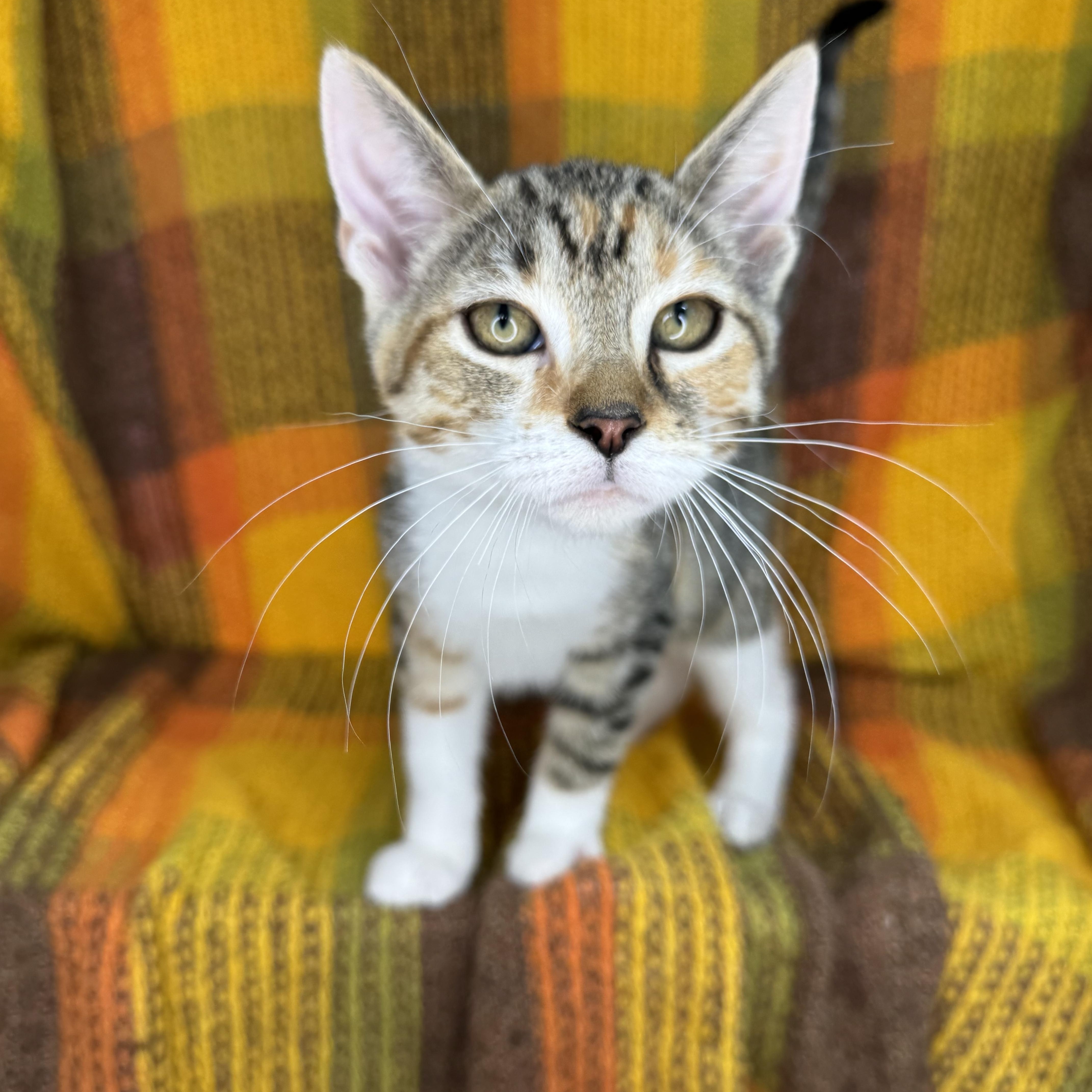 Mrs. Paws thumbnail 3