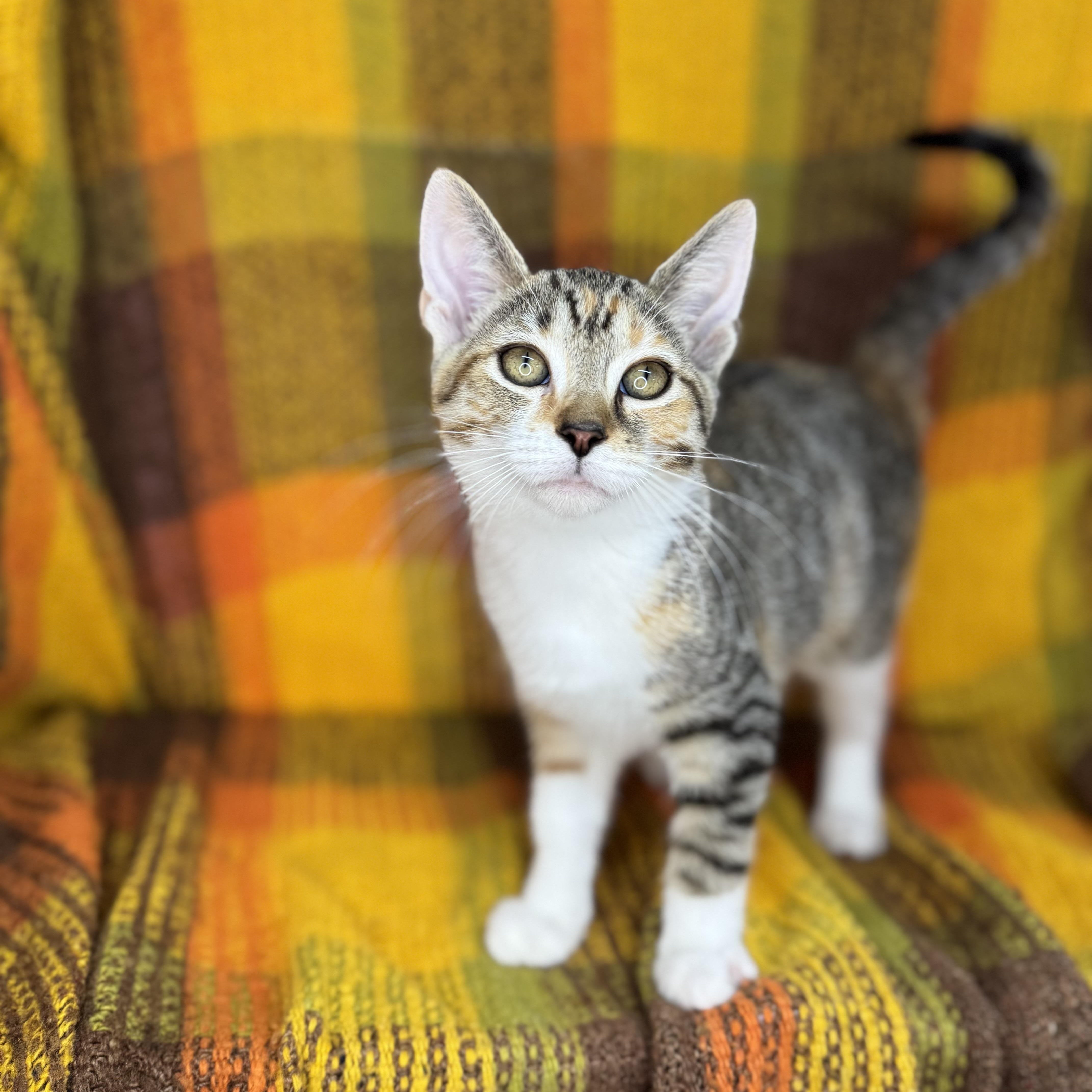 Mrs. Paws thumbnail 4