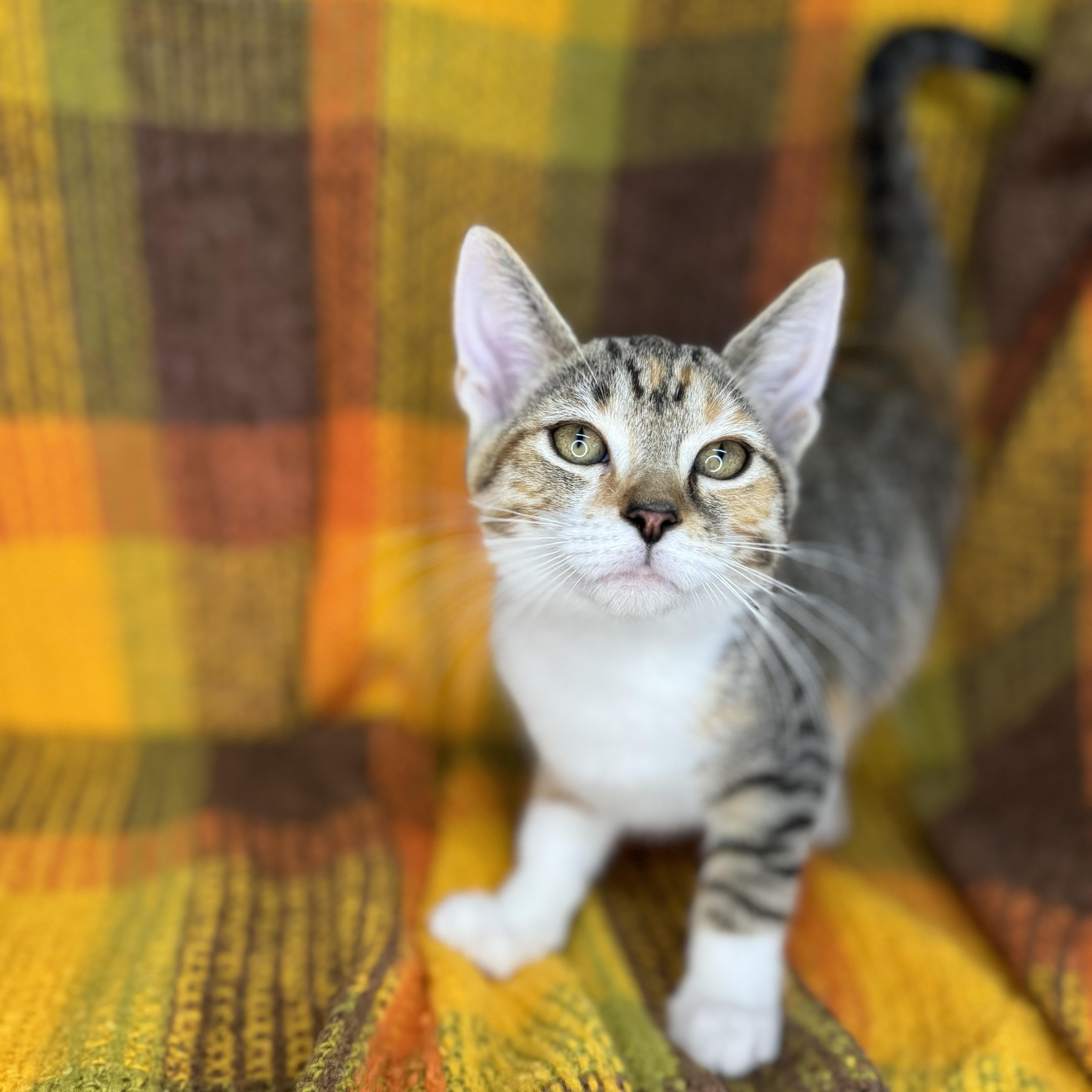 Mrs. Paws thumbnail 6