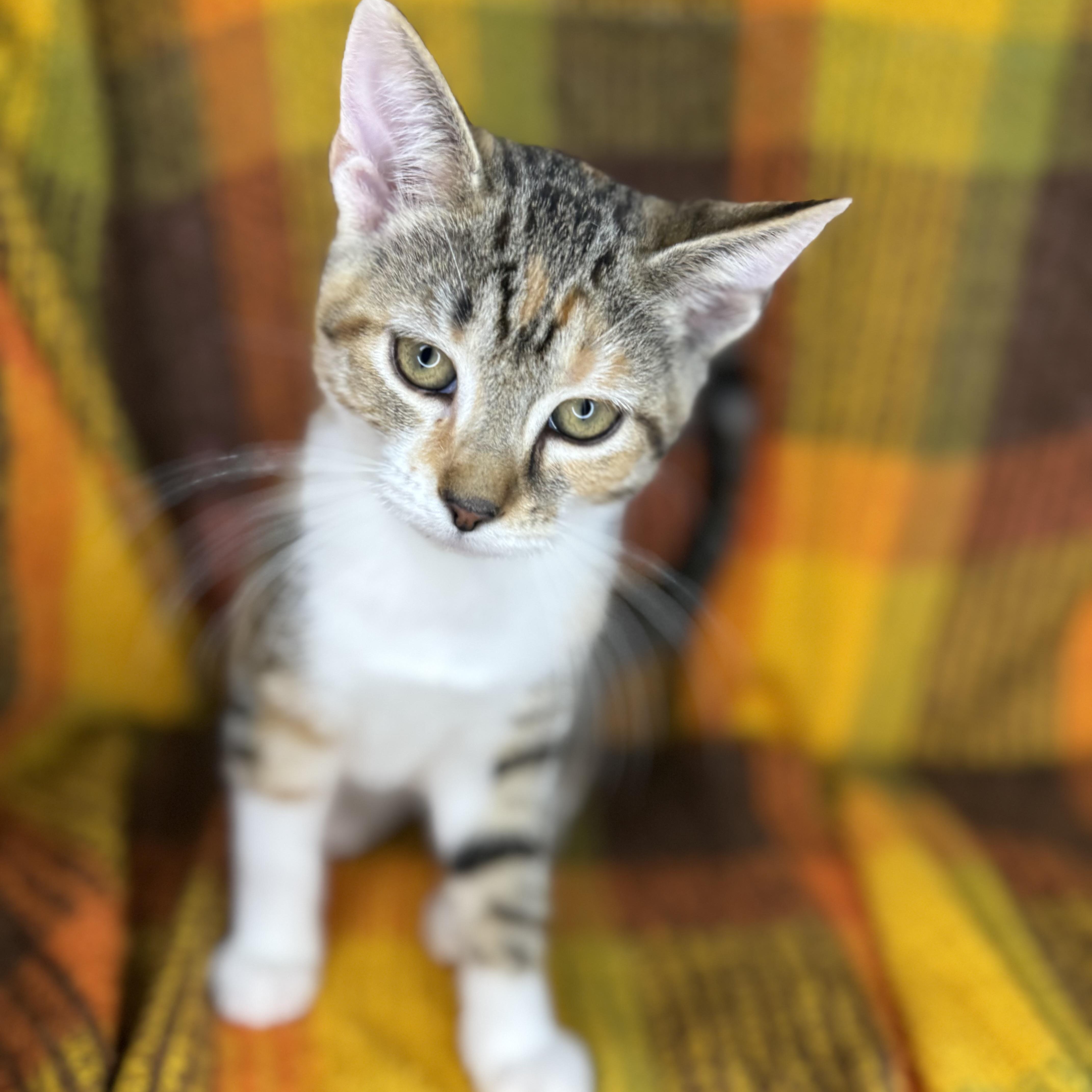 Mrs. Paws thumbnail 7