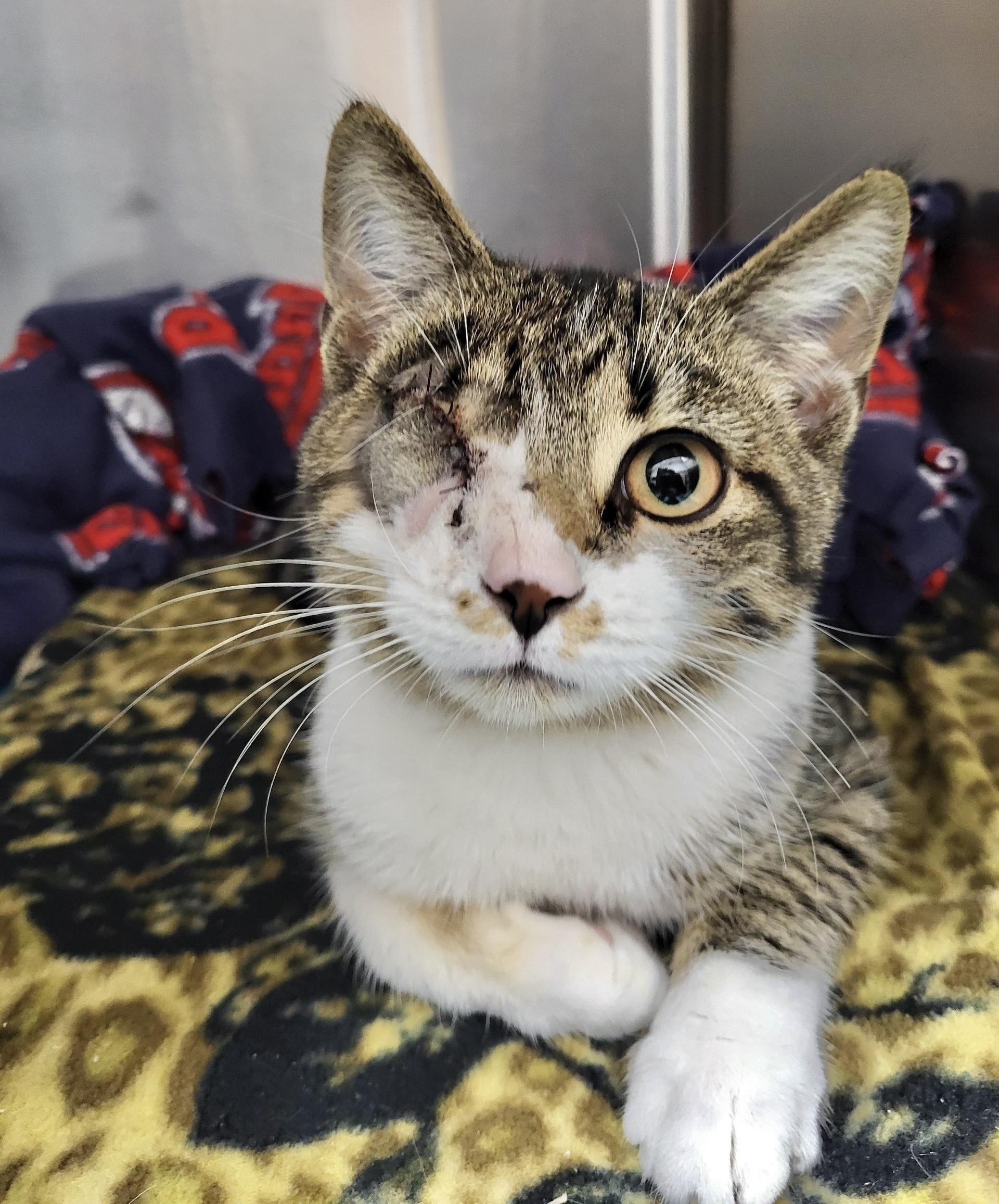 Enlarge Mikey, a Adoptable Domestic Short Hair in Cortland, OH image 2/2