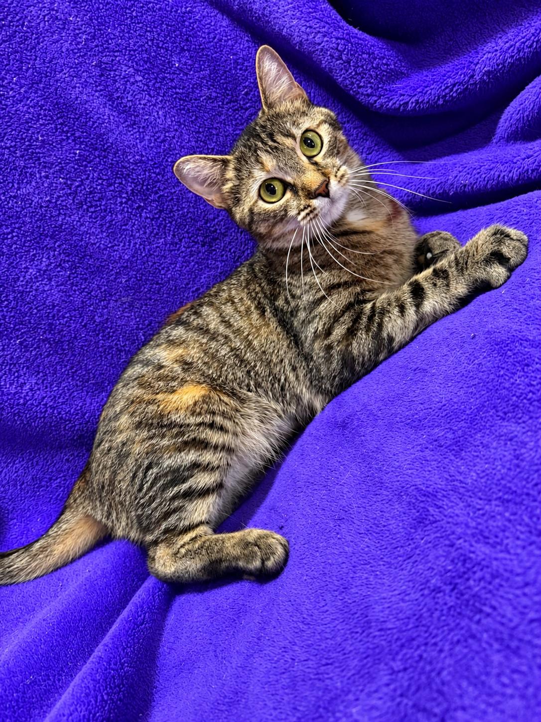 Enlarge Kanga, a Adoptable Domestic Short Hair in Smicksburg, pa 16256, PA image 1/5