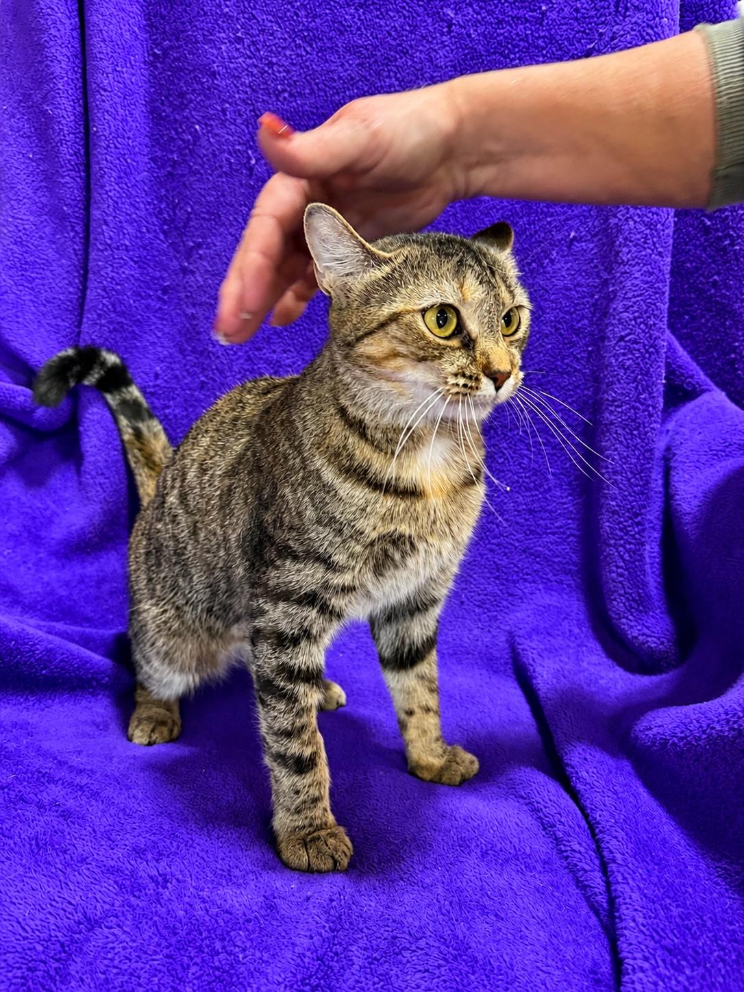 Enlarge Kanga, a Adoptable Domestic Short Hair in Smicksburg, pa 16256, PA image 3/5