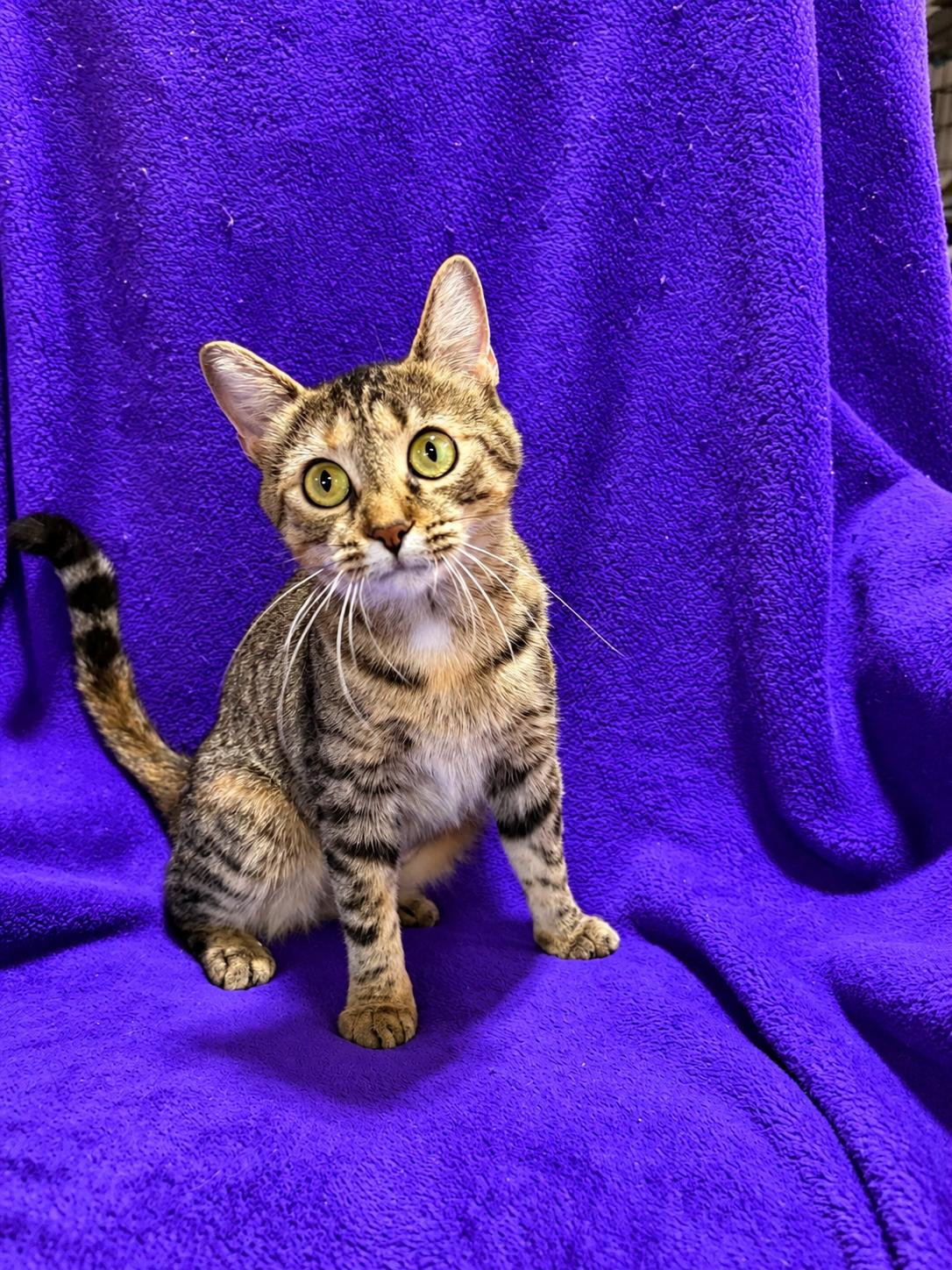 Enlarge Kanga, a Adoptable Domestic Short Hair in Smicksburg, pa 16256, PA image 2/5