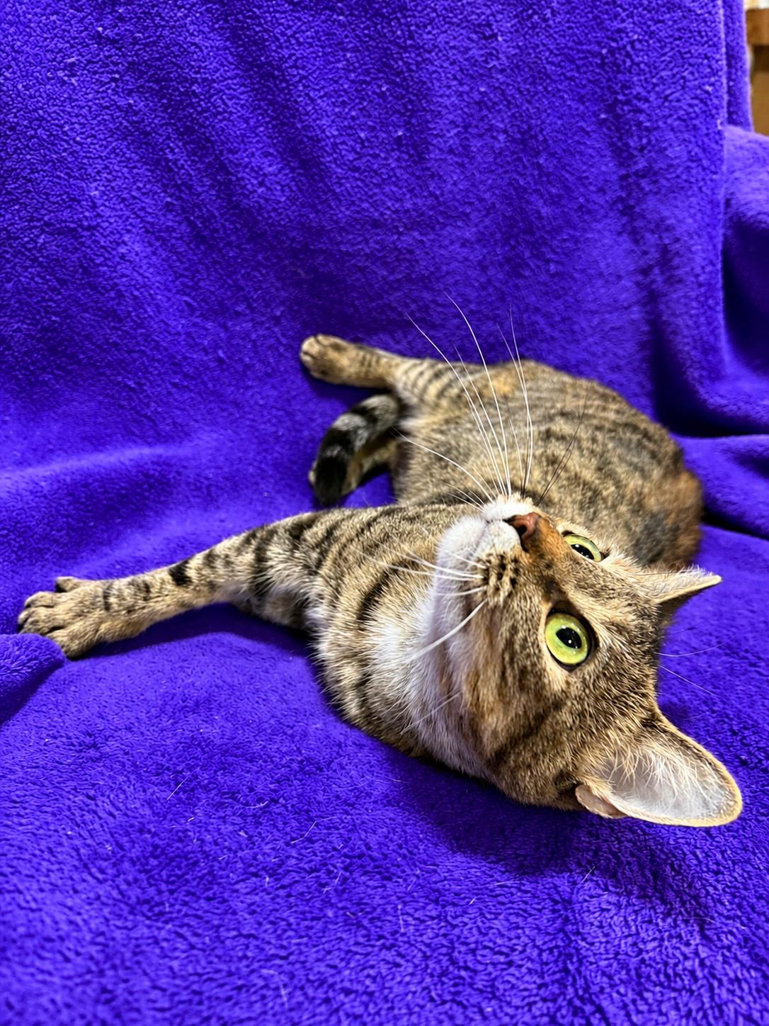 Enlarge Kanga, a Adoptable Domestic Short Hair in Smicksburg, pa 16256, PA image 4/5