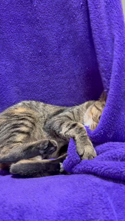 Enlarge Kanga, a Adoptable Domestic Short Hair in Smicksburg, pa 16256, PA video 5/5