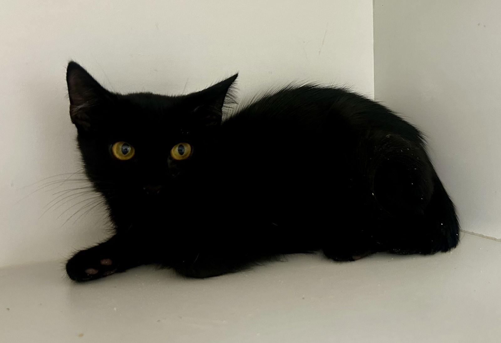 Password, Adopted, Young Male Domestic Short Hair.