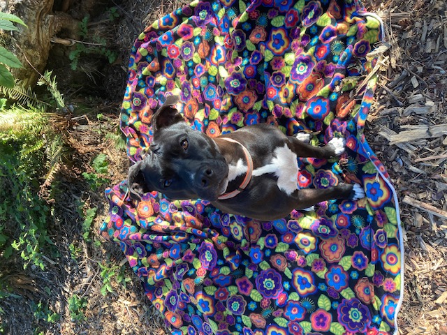 Bailey, Adopted, Adult Female American Staffordshire Terrier & Catahoula Leopard Dog.