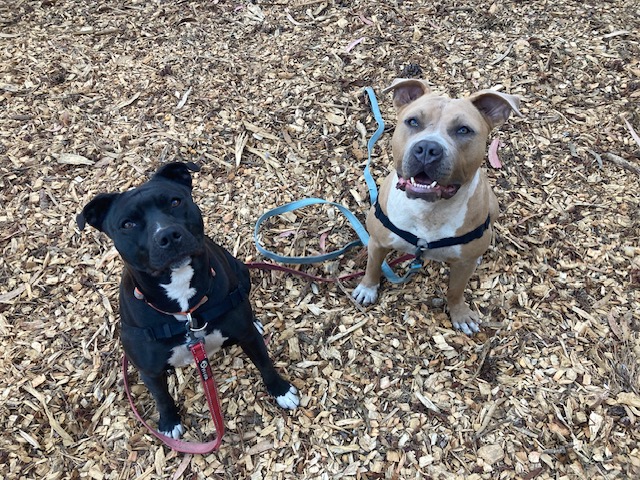 Bailey, a Adopted mixed breed in Half Moon Bay, CA image 2/4