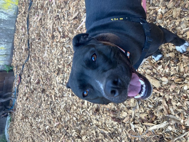 Bailey, a Adopted mixed breed in Half Moon Bay, CA image 3/4