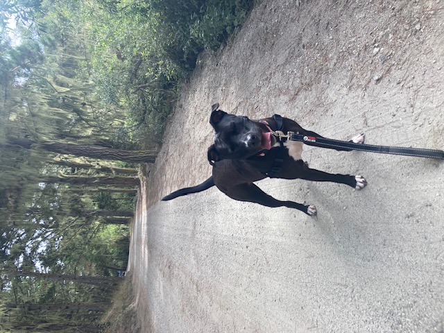 Bailey, a Adopted mixed breed in Half Moon Bay, CA image 4/4