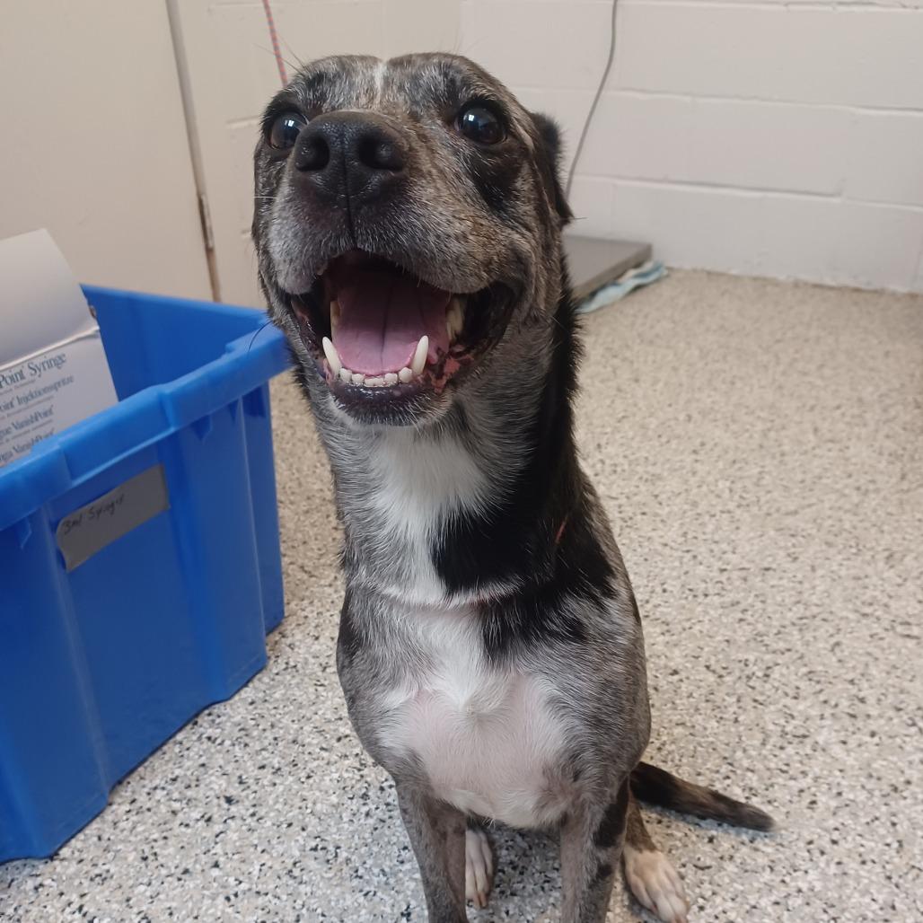 Baby Blue, Adoptable, Adult Female Catahoula Leopard Dog.