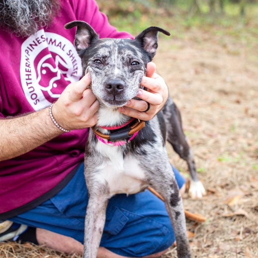 Enlarge Baby Blue, a Adoptable mixed breed in Hattiesburg, MS image 2/3