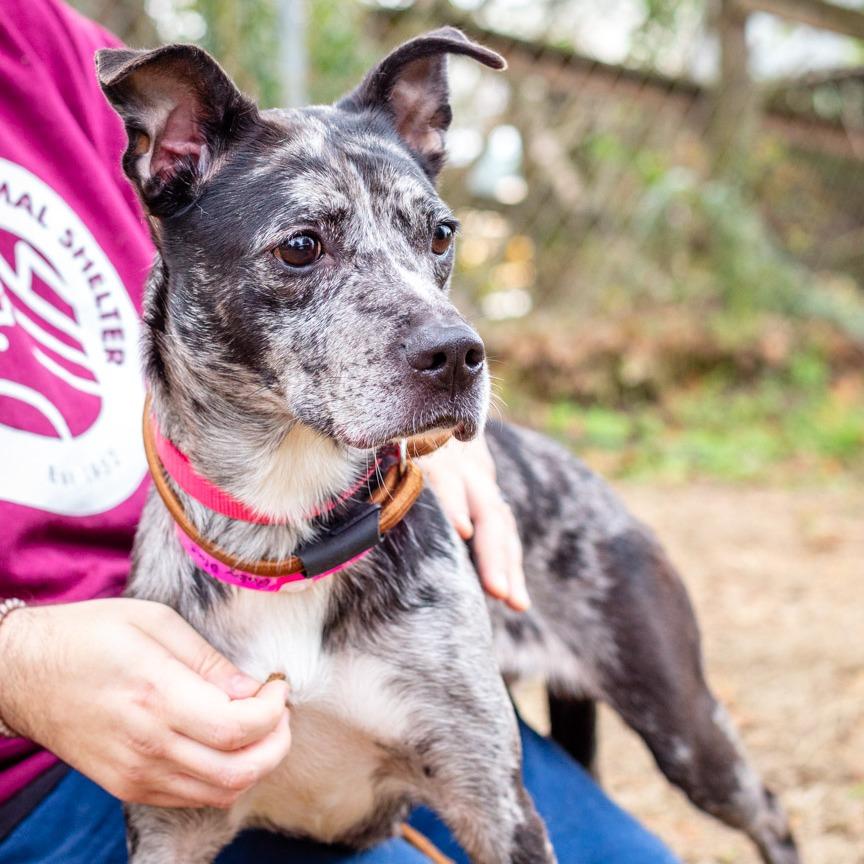 Enlarge Baby Blue, a Adoptable mixed breed in Hattiesburg, MS image 3/3