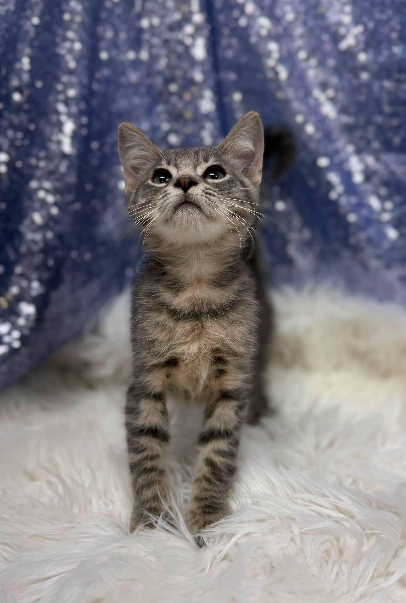 Walden, Adoptable, Young Male Domestic Short Hair.