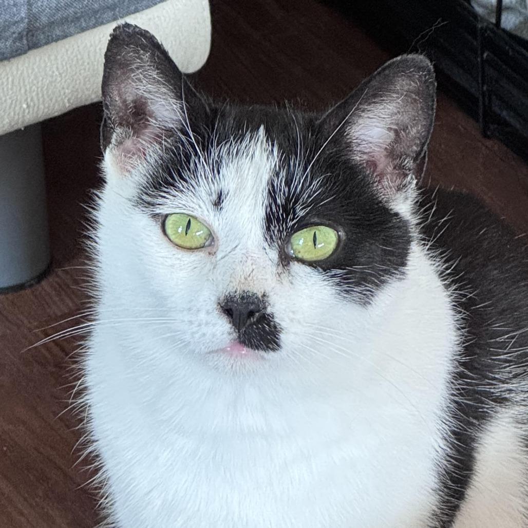 Enlarge Pate`, a Adoptable Domestic Short Hair in Chapel Hill, NC image 2/4