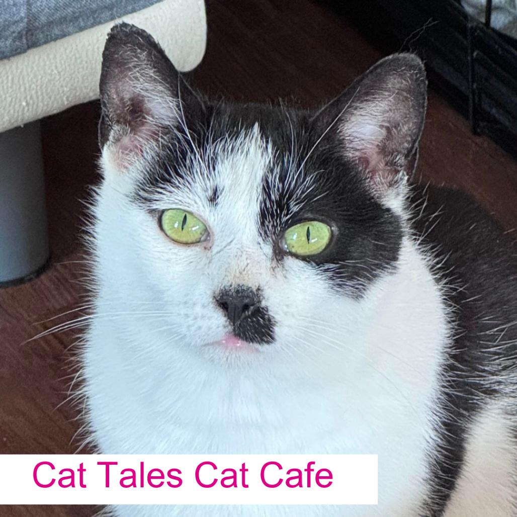 Enlarge Pate`, a Adoptable Domestic Short Hair in Chapel Hill, NC image 3/4