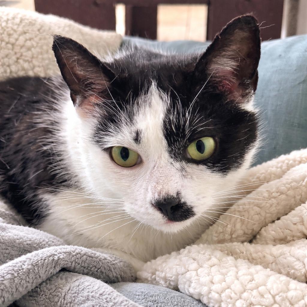 Enlarge Pate`, a Adoptable Domestic Short Hair in Chapel Hill, NC image 4/4