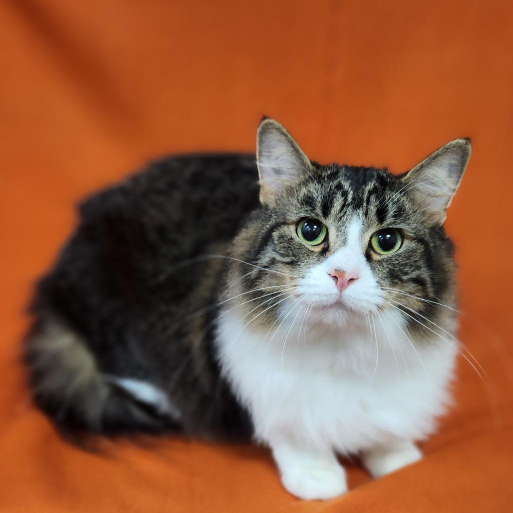 Enlarge Sugar / Benjamin, a Adoptable Domestic Medium Hair in Coos Bay, OR image 1/3
