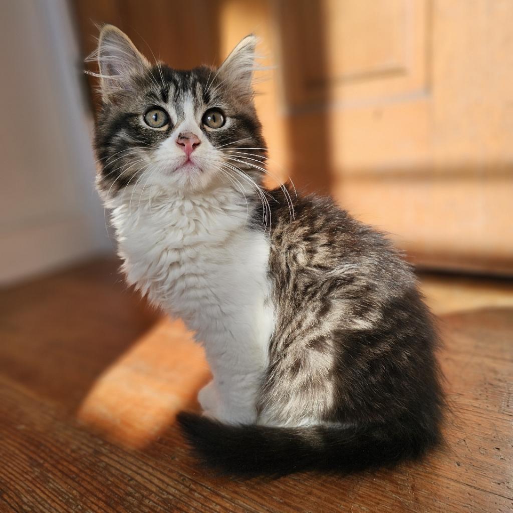 Enlarge Sugar / Benjamin, a Adoptable Domestic Medium Hair in Coos Bay, OR image 2/3