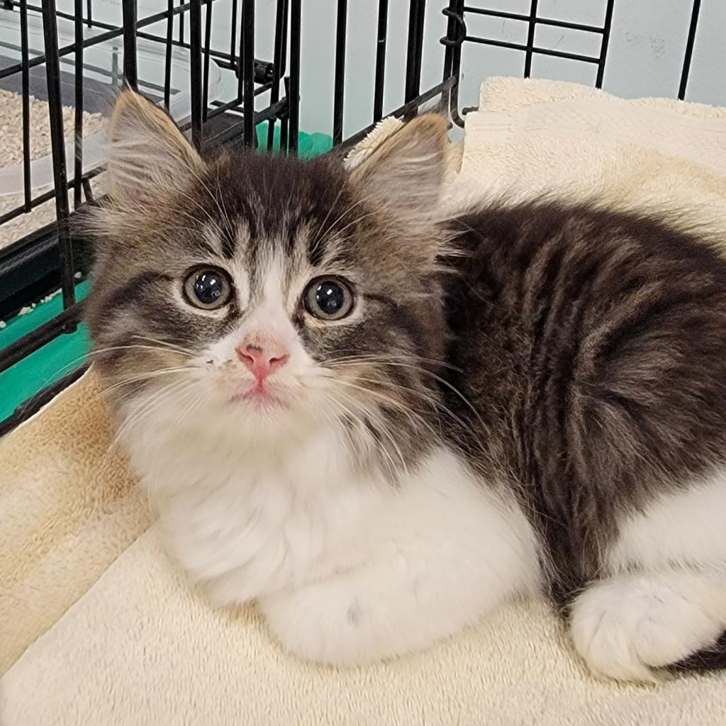 Enlarge Sugar / Benjamin, a Adoptable Domestic Medium Hair in Coos Bay, OR image 3/3