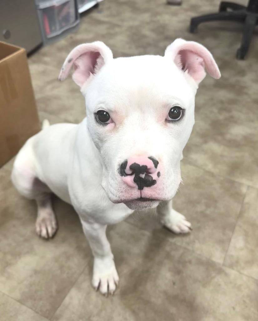 Enlarge Fizzy, a Adoptable mixed breed in Springfield, OH image 1/2