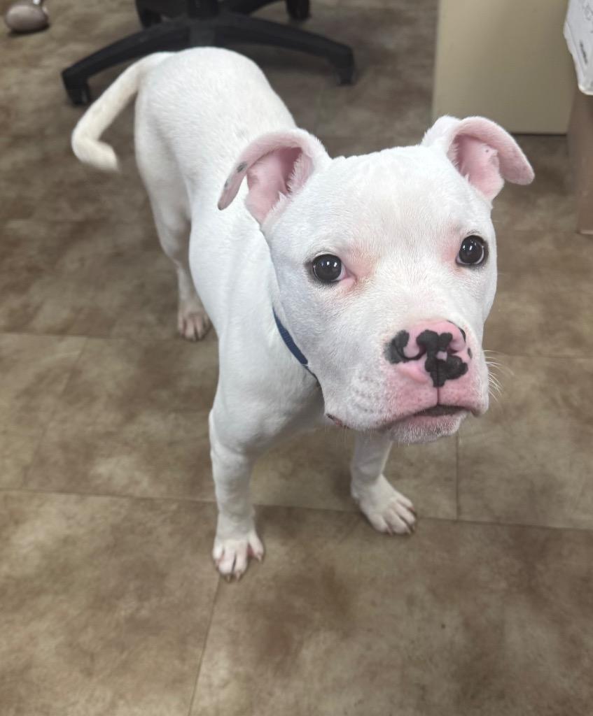 Enlarge Fizzy, a Adoptable mixed breed in Springfield, OH image 2/2