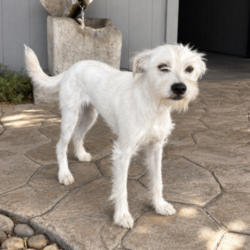 Linguine, Adoptable, Puppy Male Miniature Schnauzer & Terrier.