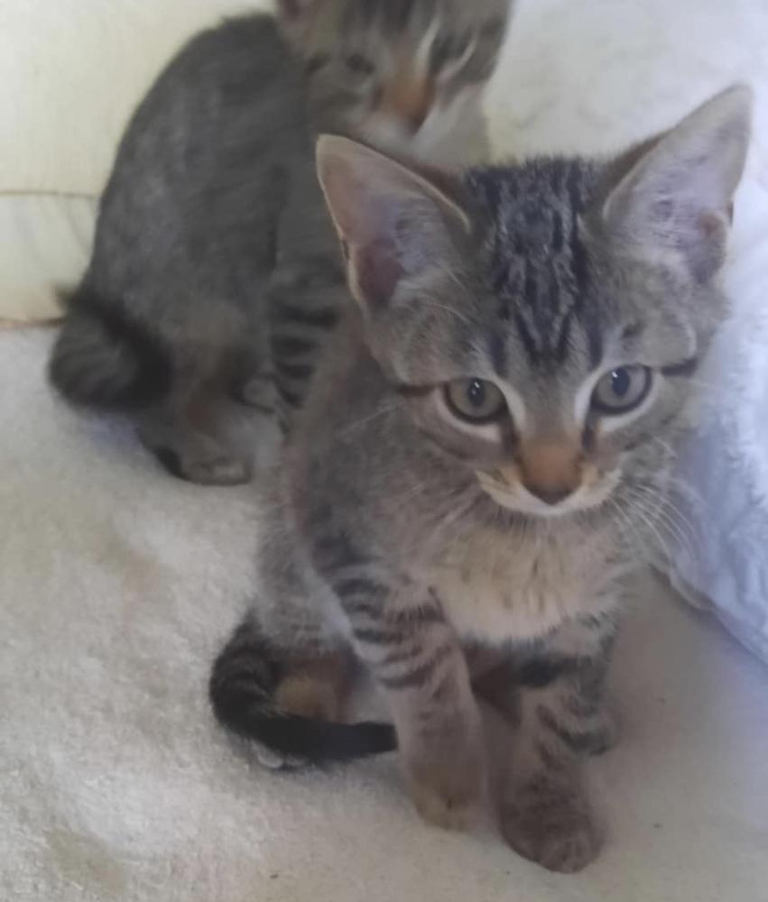 Neva — thumbnail 2