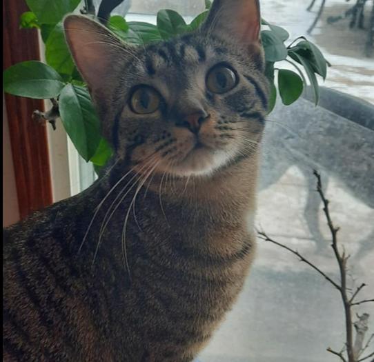 Neva — thumbnail 3