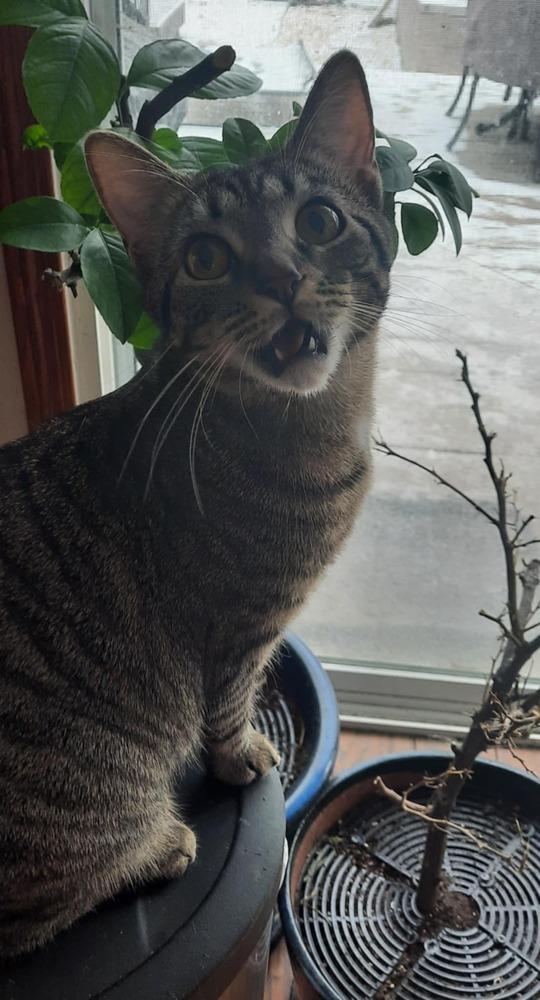 Neva — thumbnail 4