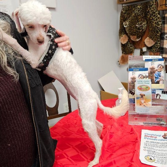 Enlarge Penelope, an adopted mixed breed in Carneys Point, NJ image 2/5