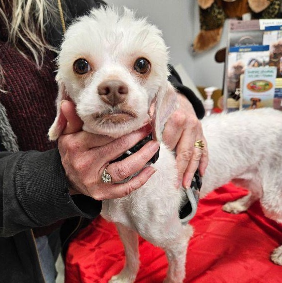 Penelope, adopted, Adult Female Poodle.