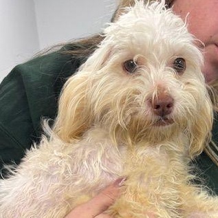 Enlarge Penelope, an adopted mixed breed in Carneys Point, NJ image 4/5