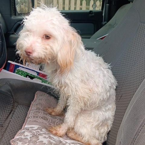 Enlarge Penelope, an adopted mixed breed in Carneys Point, NJ image 5/5