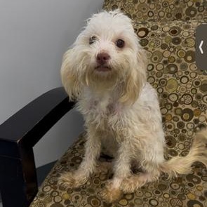 Enlarge Penelope, an adopted mixed breed in Carneys Point, NJ image 3/5