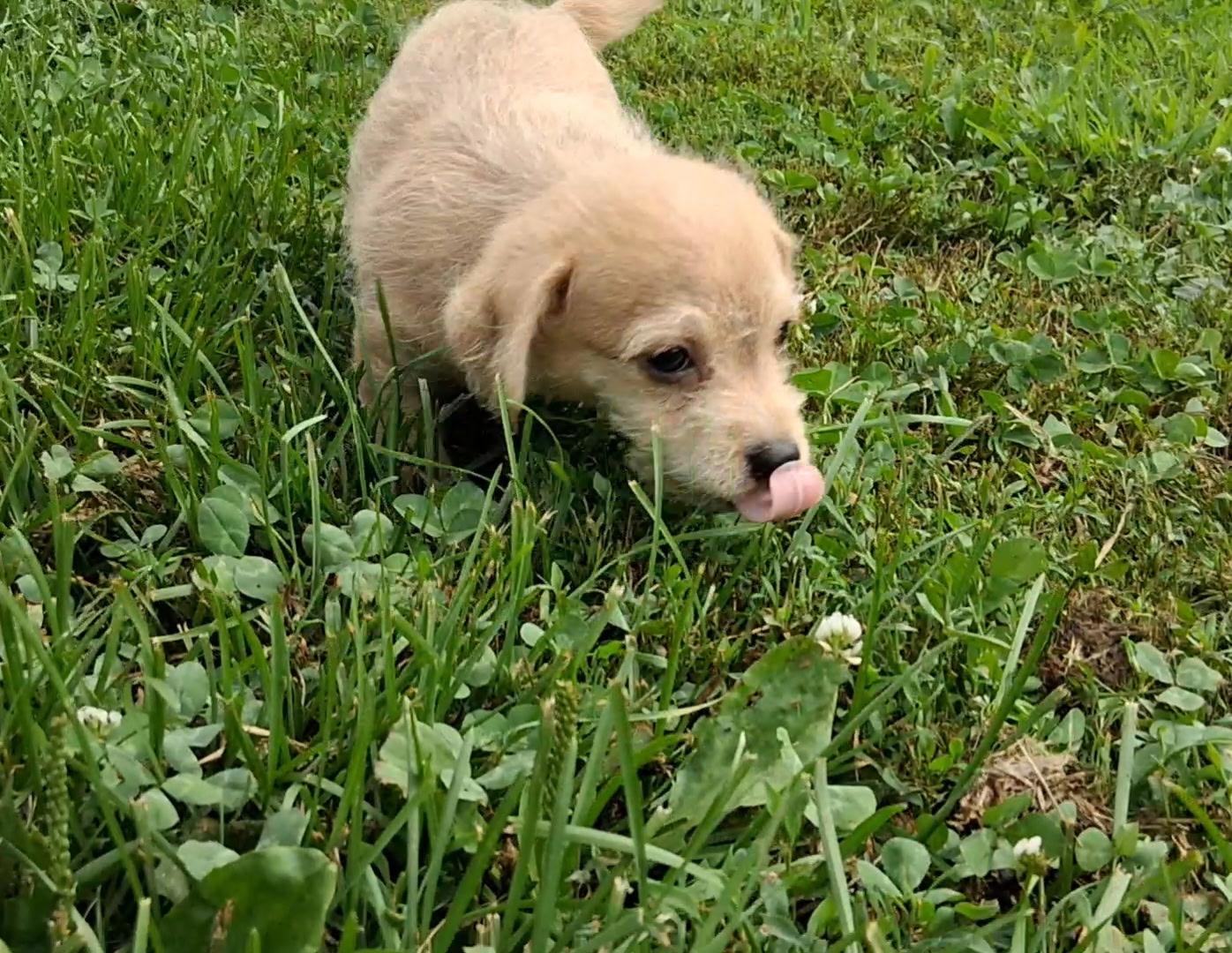 Moe, ADOPTABLE, Puppy Female Chihuahua & Wirehaired Terrier.
