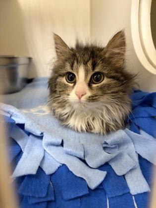 Shoko — thumbnail 2