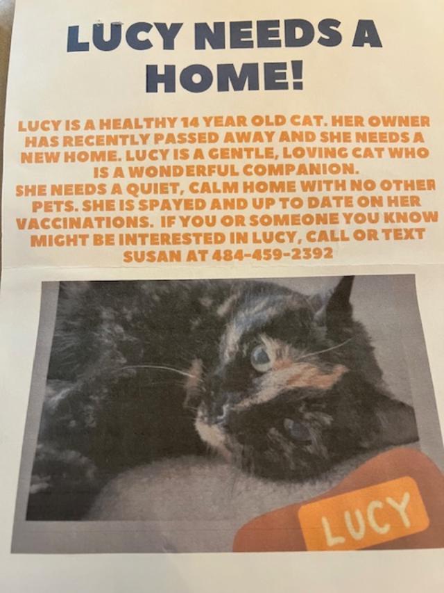 Enlarge Lucy -  BEAUTIFUL TORTI! SENIOR COURTESY LISTING, a Adoptable Domestic Short Hair in Stowe, PA image 1/1