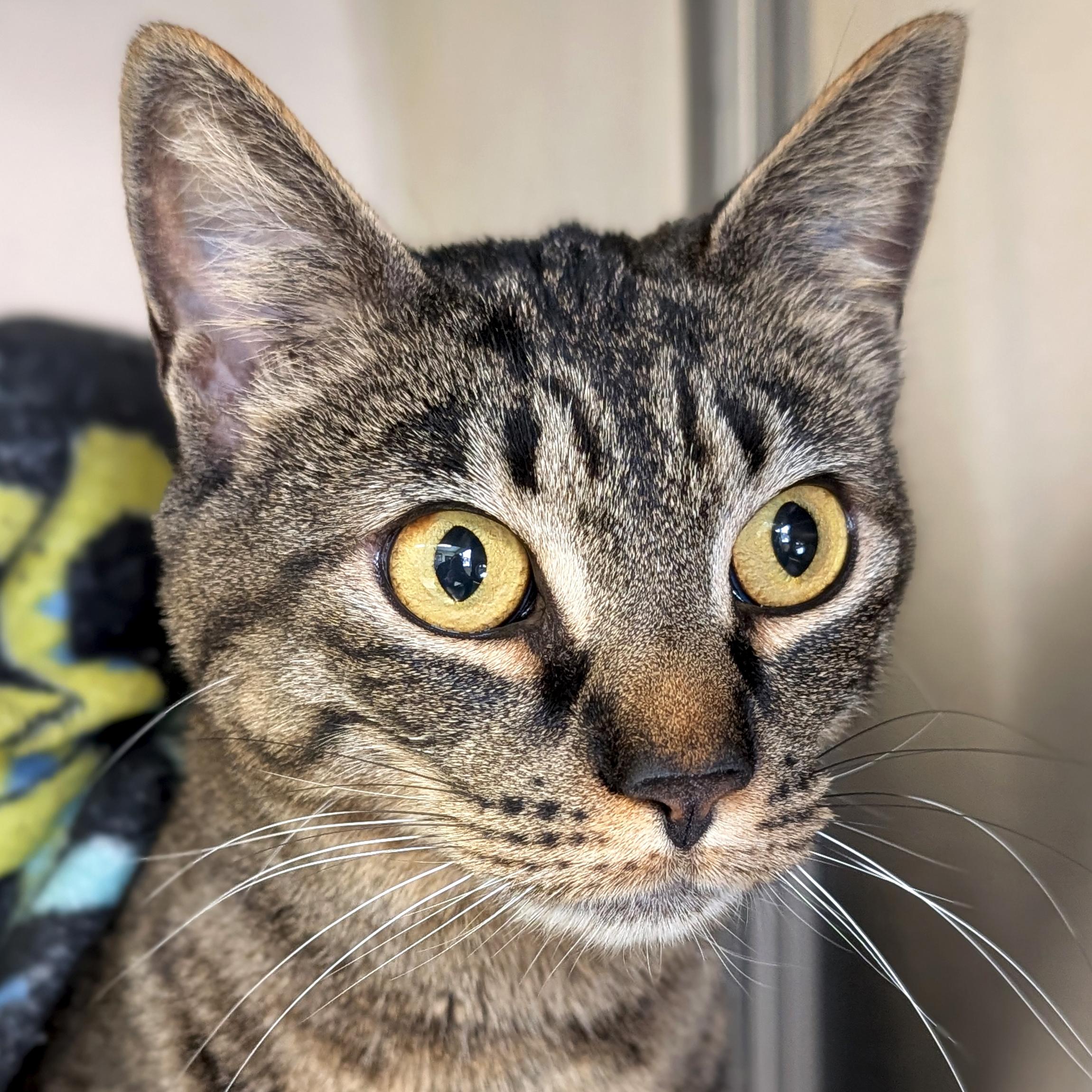 Loki, ADOPTABLE, Adult Female Domestic Short Hair.