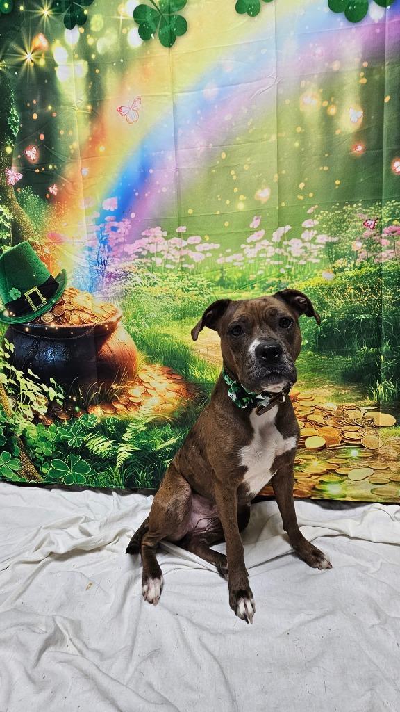 Enlarge Isla/Hailee, a Adoptable mixed breed in Wabash, IN image 1/3