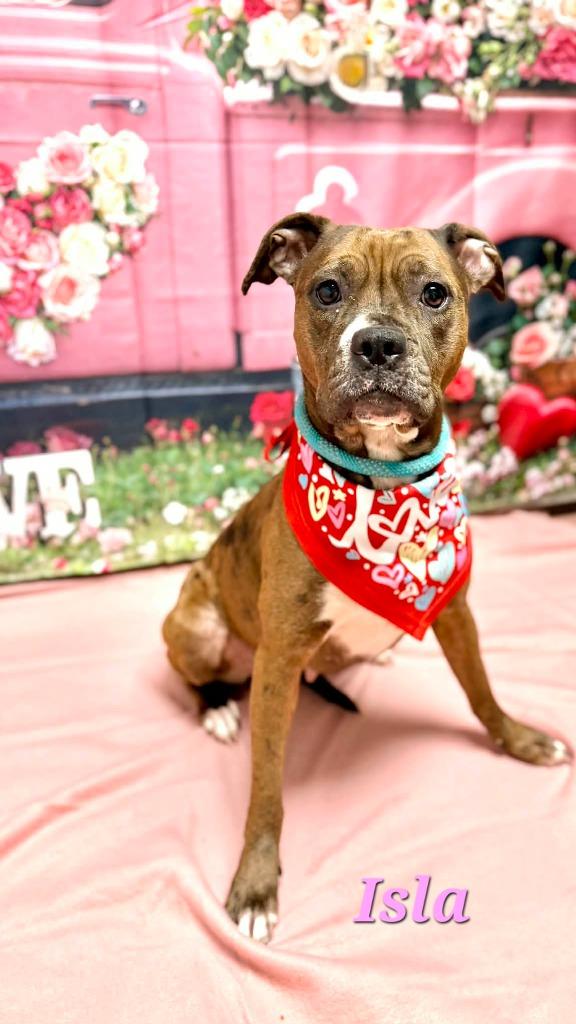 Enlarge Isla/Hailee, a Adoptable mixed breed in Wabash, IN image 2/3